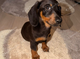4 beautiful dachshunds