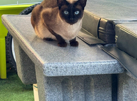 Siamese seal point
