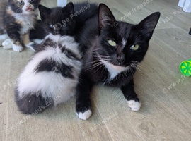6 Beautiful, Happy & Healthy Kittens Ready for Loving Homes
