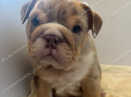 Puppies available