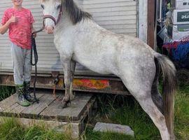 2yr Welsh a filly