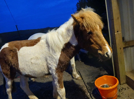 Gorgeous filly for sale