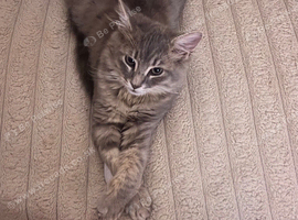 Beautiful blue very long haired Persian cross