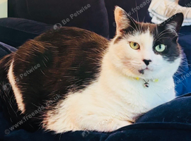 Black and white very affectionate boy