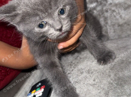 8 weeks kitten ready to go