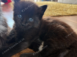 Male ragdoll kitten