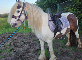Mare with colt foal at foot
