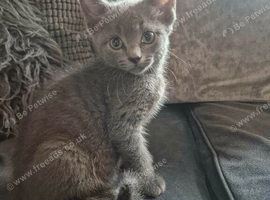 Kitten