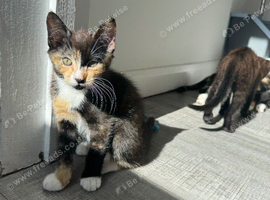 Cute kittens looking for a new home