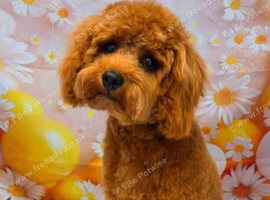 CAVAPOO 8 month old Male Red Cavapoo