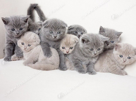 Looking for a British Shorthair Kitten