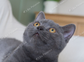 Beautiful Female TICA Non active / active