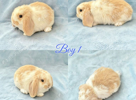 Baby Mini Lops ready to leave