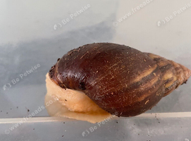 3 African snails