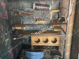 3male rats + cage + accessories