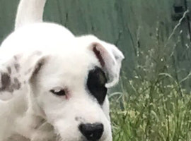 Jack russel cross beagle