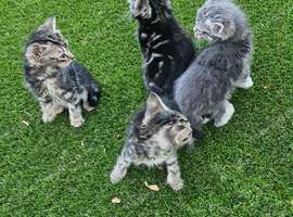 Tiger kittens 4