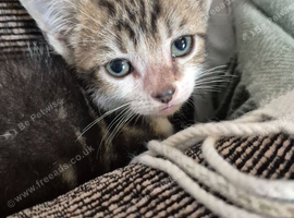 4 beautiful male kittens looking for new forever homes