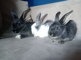 3 baby's ready now
