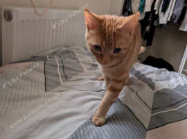 Gorgeous ginger female cat
