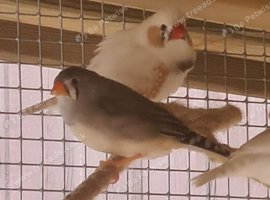 Bonded pair 1 male 1 female
