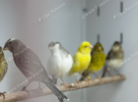 Canaries