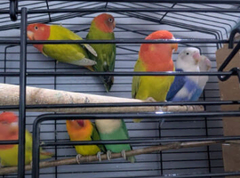 Love birds