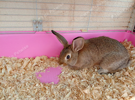 Mini lop bucks