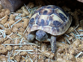 Hermanns Tortoises at Birmingham Reptiles