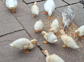 Beautiful call x miniature silver appleyard duckings