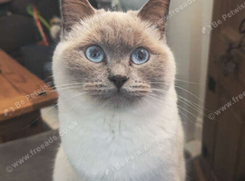 Blue point British short hair