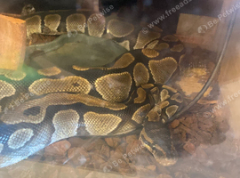 Ball python and setup