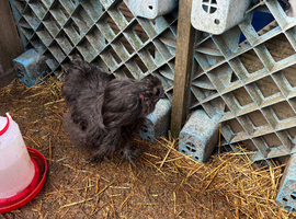 USA silkie cockerel