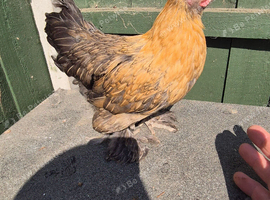 Pekin pullets