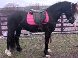 Quality Welsh D Mare