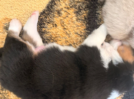 Quality Australian shepherd pups