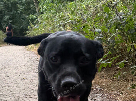 Rehoming Lab cross