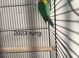 4 lovebirds with cage