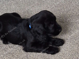 Stunning cocker spaniel puppies