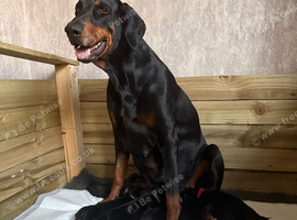 4 beautiful Male Doberman pups looking for forever homes