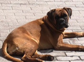 Boxer girl