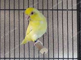 Beautiful female Lutino Parrotlet