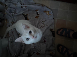 Gorgeous 2 year old boy