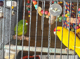 2 kakariki&rsquo;s
