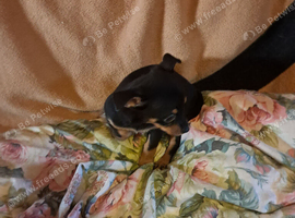 Jackawawa   puppies