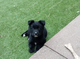 German Shepherd cross Belgian mali pups