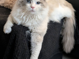 Ragdoll Stud