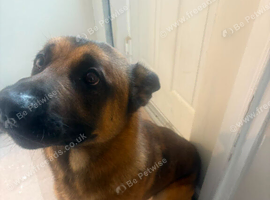 2 year old shepherd cross mali boy