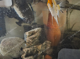 Mixture of tropical fish