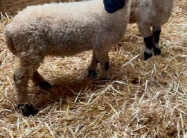 Valais wethers